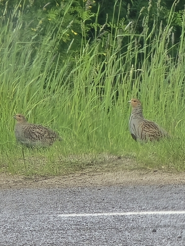 Gray Partridge