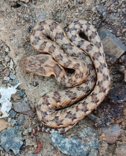 Western Keeled Snake