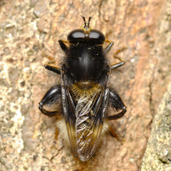 Criorhina ranunculi