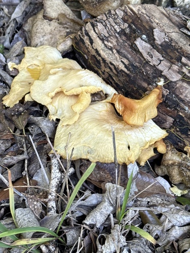 jack-o'-lantern mushrooms