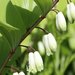 Scented Solomon's-Seal - Photo (c) 空猫 T. N, some rights reserved (CC BY-NC), uploaded by 空猫 T. N