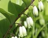 Scented Solomon's-Seal - Photo (c) 空猫 T. N, some rights reserved (CC BY-NC), uploaded by 空猫 T. N