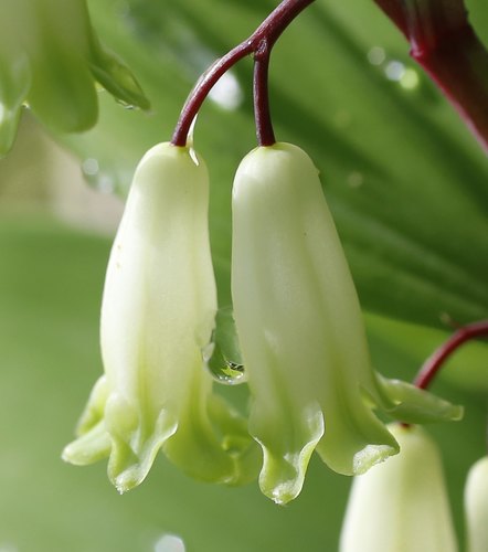 Scented Solomon's-seal