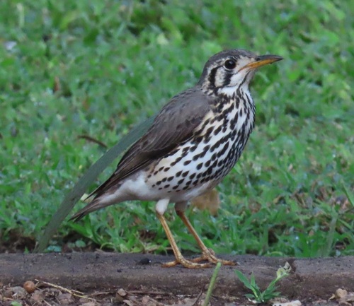 Groundscraper Thrush