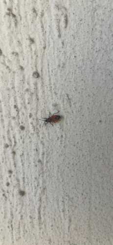Melanocoryphus albomaculatus