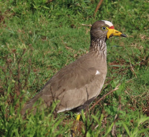 iNaturalist image