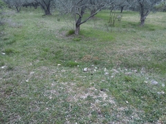 Scolopendra cingulata