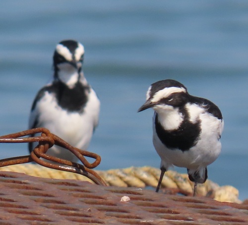 iNaturalist: (c) bradgray, some rights reserved (CC BY-NC), uploaded by bradgray iNaturalist image