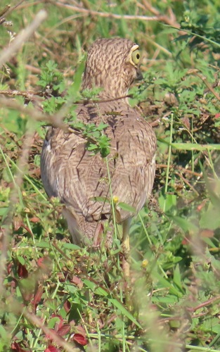 iNaturalist image