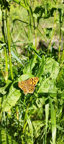 Speckled Wood