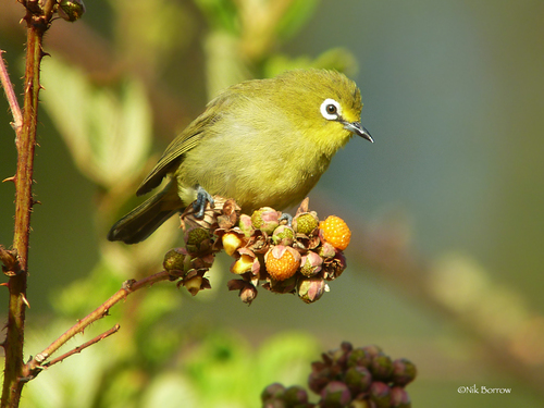 Subspecies Zosterops anderssoni stierlingi · iNaturalist