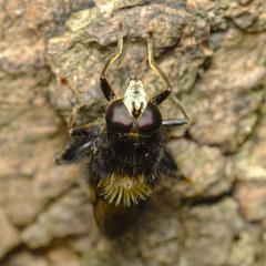 Criorhina ranunculi