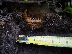 Scolopendra cingulata