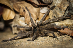 Harpactirella lightfooti
