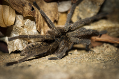 Harpactirella lightfooti