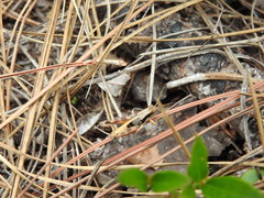 Melanoplus rotundipennis