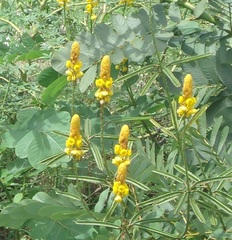 Senna alata
