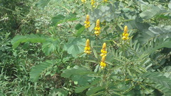 Senna alata