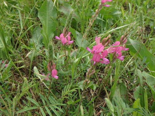 Onobrychis arenaria miniata