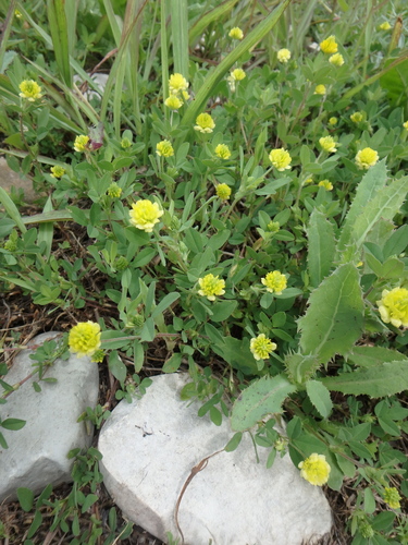 hop trefoil