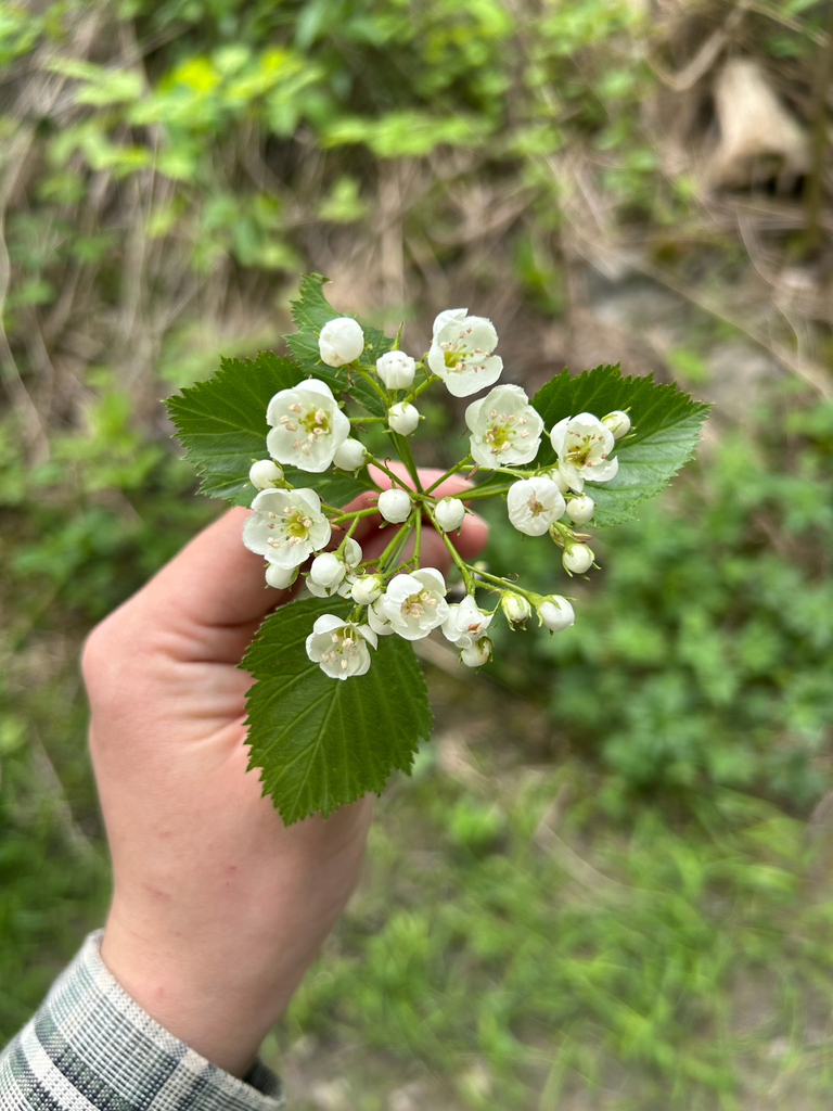 Crataegus victorinii