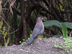 Turdus nigrescens