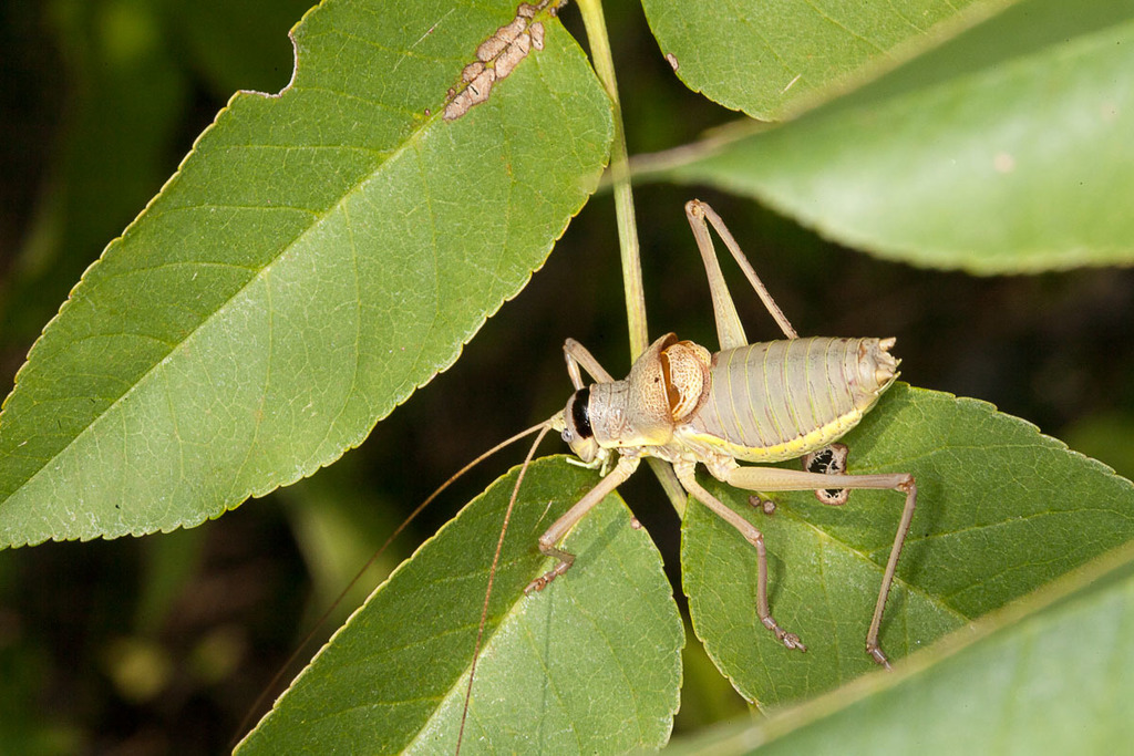 Carlotta's Saddle Bush-cricket