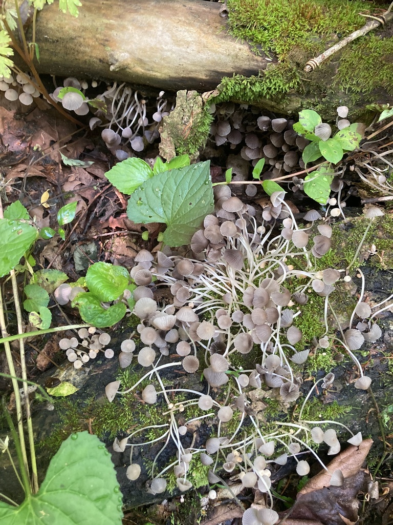 Trooping Crumble Cap · May 2026 · photo: Photo: (c) hannahtidae, some rights reserved (CC BY) · iNaturalist