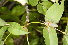 Ephippiger carlottae