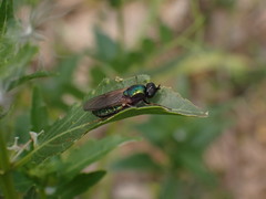 Chloromyia