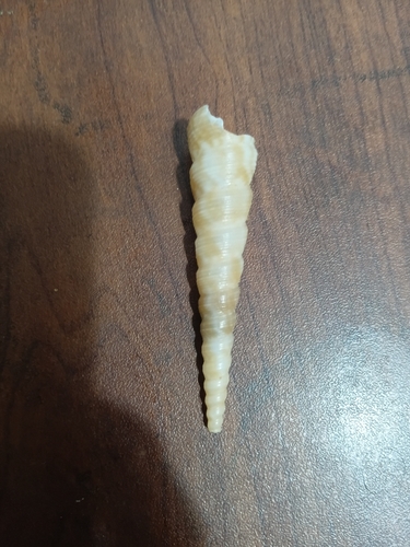 Screw Shell