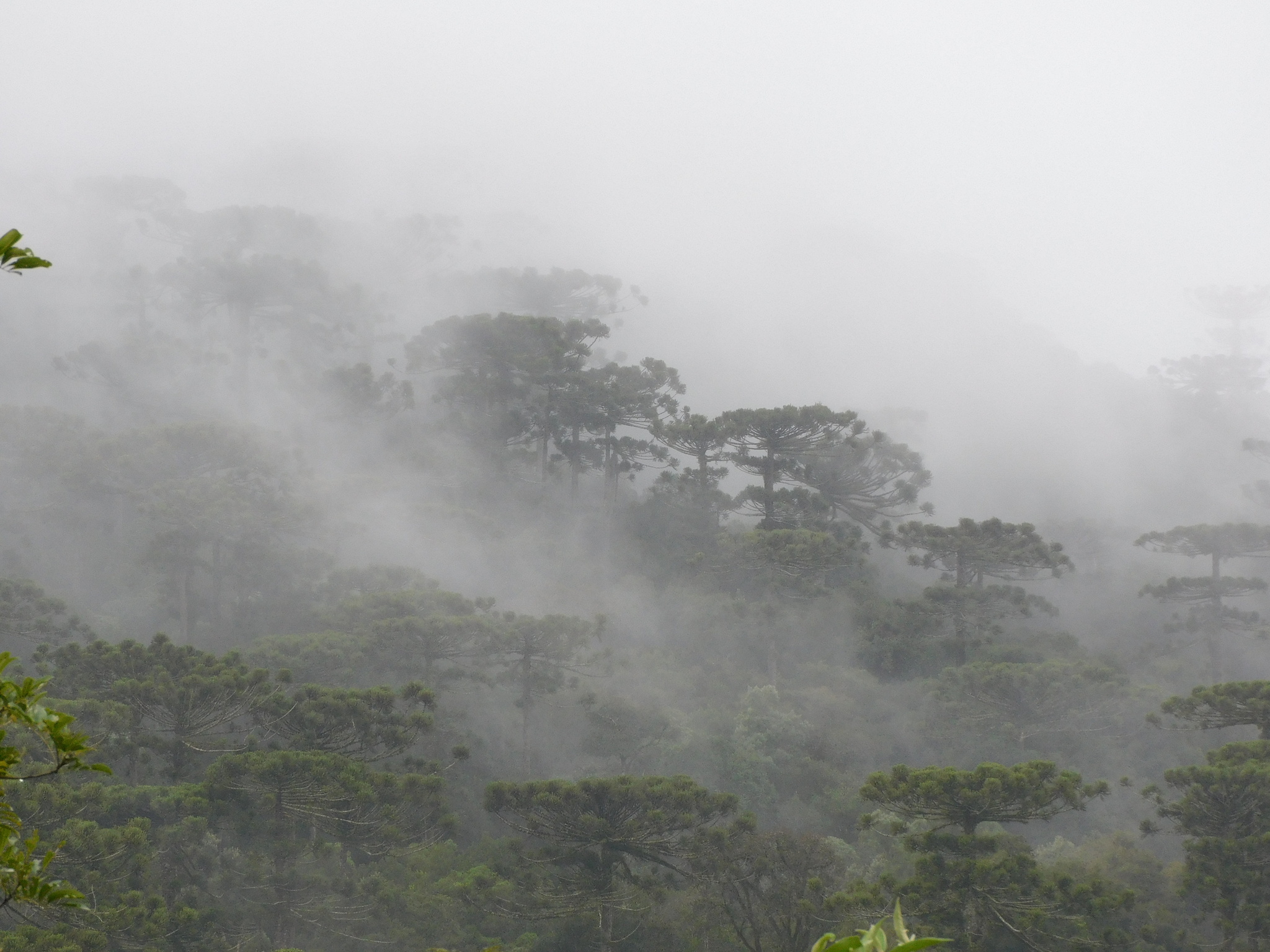 Araucaria angustifolia