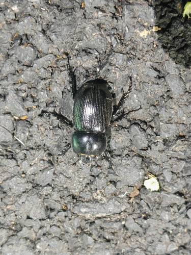 Eophileurus chinensis