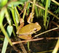 Dendropsophus rubicundulus