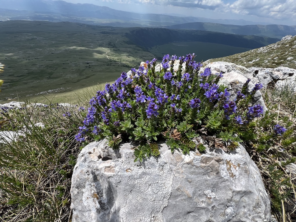 Veronica saturejoides; photograph author not stated, no rights reserved