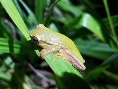 Dendropsophus rubicundulus