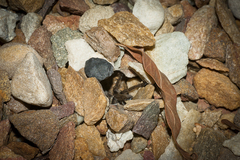 Harpactirella lightfooti
