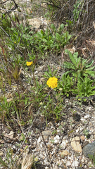 Chaenactis glabriuscula