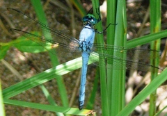 Erythemis simplicicollis