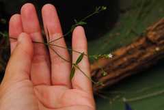 Verbena montevidensis
