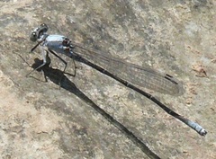Argia moesta