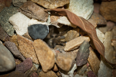 Harpactirella lightfooti