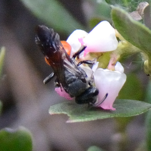 Foto von Riesen-Blutbiene
