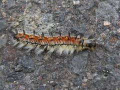 Apatelodidae