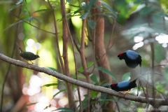 Chiroxiphia linearis