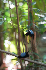 Chiroxiphia linearis