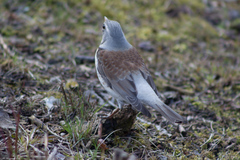 Turdus pilaris