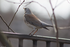 Turdus pilaris