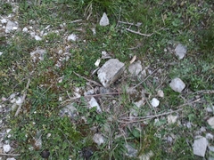 Scolopendra cingulata