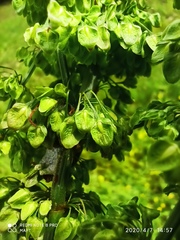 Rumex crispus